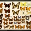 Papillons diurnes, 1981/1983 (coll. D-GRRR)